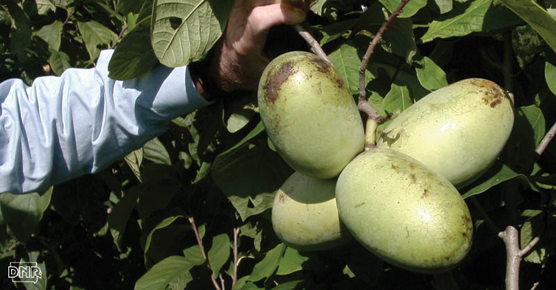 What in the world is a pawpaw? Learn more about this hard to describe mystery fruit and get a delicious recipe! | Iowa DNR